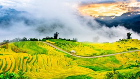 Ngắm mùa vàng Tây Bắc trong nắng thu